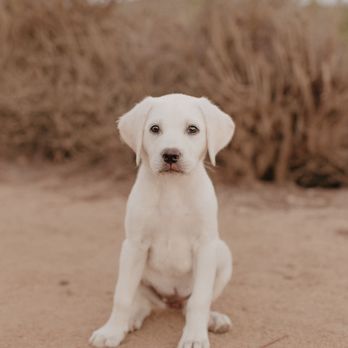 Lowe's Labs - Pet Breeders Near Me Lowe's Labs - Pet Breeders Near Me