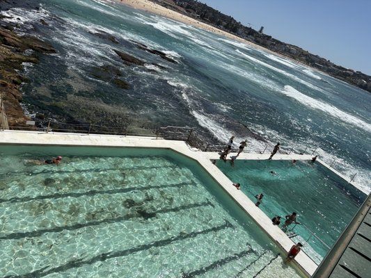 Bondi Icebergs Swimming CLUB by null