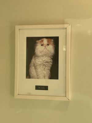 PAWS Chicago by null