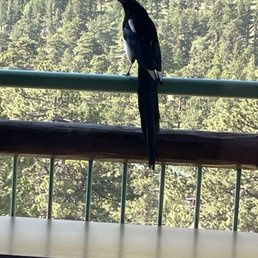 Magpie Magpie