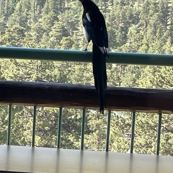 Trailhead Restaurant - Magpie - American Near Me - Estes Park, Colorado