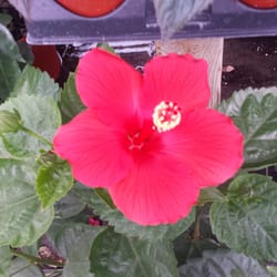 Harger's Feed & Garden Supply - Gorgeous bloom!