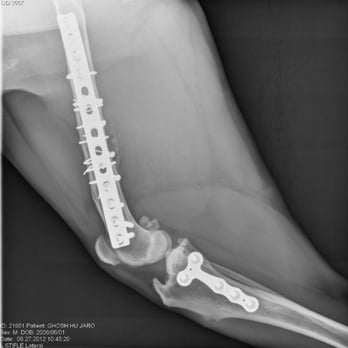 The Sams Clinic - Jaro's compound thigh fracture - Veterinarians Near Me - Mill Valley, California