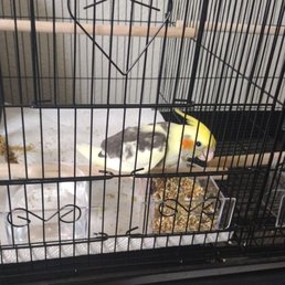 Our new cockatiel