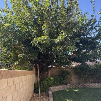 Reyes Gardening & Tree Services - Before tree - Tree Services Near Me Reyes Gardening & Tree Services - Before tree - Tree Services Near Me