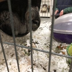 Hungry Ducks Farm - Chinchilla