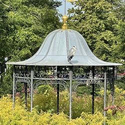 Prinz-Emil-Garten - Der alte Reiher ist Stammgast im Park