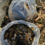 Perle's Poop Patrol