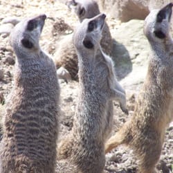 Blair Drummond Safari & Adventure Park - The Meerkats taken by my son