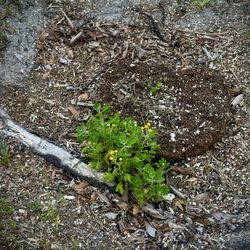 True Cut Tree Service - My plant they didn't kill : )