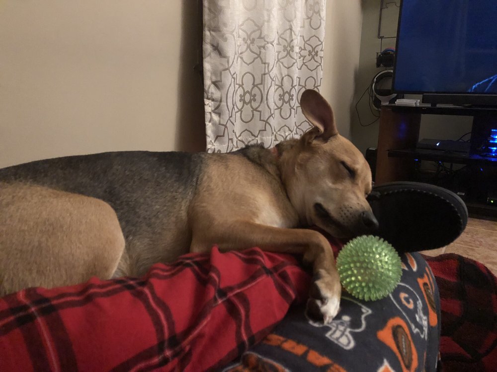 CAMP BOW WOW Updated October 2024 93 Photos & 65 Reviews 3