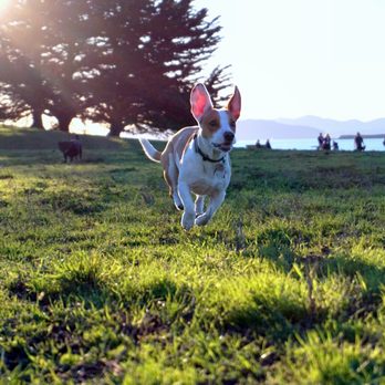 WagLab Photography - Dom did such a good job of engaging with Mochi and bringing the best out of her - Pet Photography Near Me - Reno, Nevada WagLab Photography - Dom did such a good job of engaging with Mochi and bringing the best out of her - Pet Photography Near Me - Reno, Nevada