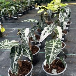 Gunter's Greenhouse
