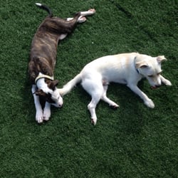 Valley Stream Dog Park - Park is really good helped socialized my now 4month old pup