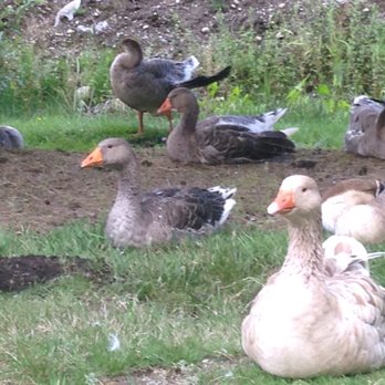 Flower World - Geese hanging out. - Nurseries & Gardening Near Me - Snohomish, Washington