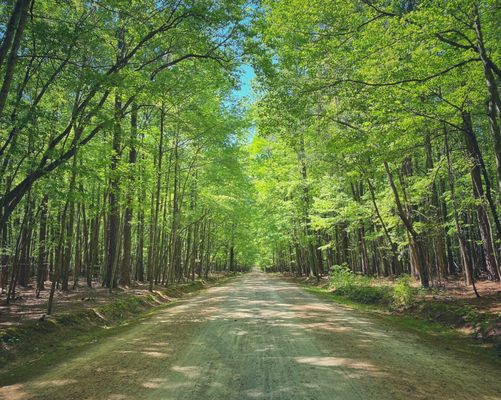 William B. Umstead State Park by null