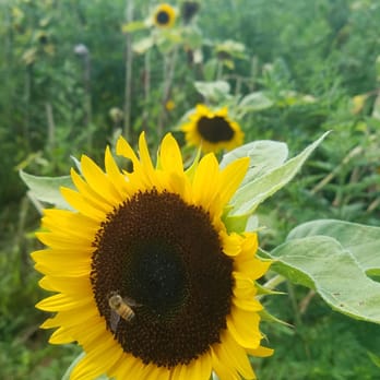 Pindar Vineyards - Sunflower fields! - Wineries Near Me - Peconic, New York Pindar Vineyards - Sunflower fields! - Wineries Near Me - Peconic, New York