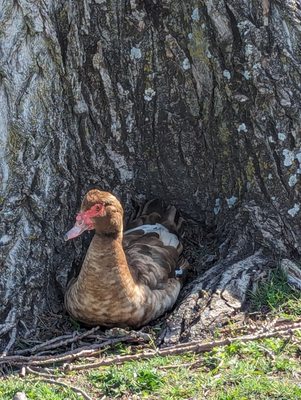 Bethany Lakes Park by null