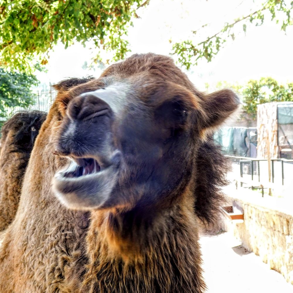 Zoo di Napoli - Zoos Near Me - Naples, NA