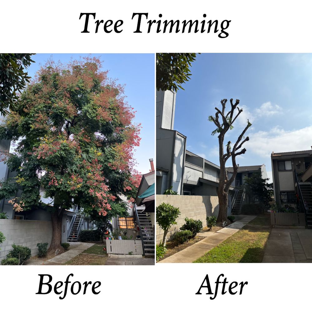 Tree Trimming Before And After