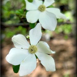 Z Group Real Estate - Abundant Dogwood Tree's in our area