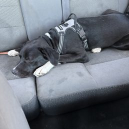 Here she is in the back seat in the car ready to go home I'm tired daddy Here she is in the back seat in the car ready to go home I'm tired daddy
