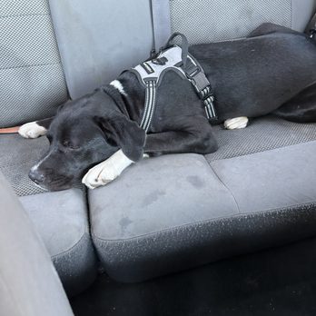 Redondo Beach Dog Park - Here she is in the back seat in the car ready to go home I'm tired daddy - Dog Parks Near Me - Redondo Beach, California Redondo Beach Dog Park - Here she is in the back seat in the car ready to go home I'm tired daddy - Dog Parks Near Me - Redondo Beach, California