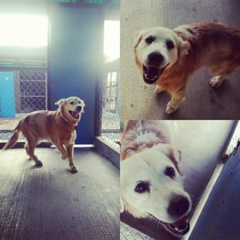 Silver Birch Kennels - Large exterior runs for each dog. - Pet Boarding Near Me - Surrey, British Columbia Silver Birch Kennels - Large exterior runs for each dog. - Pet Boarding Near Me - Surrey, British Columbia
