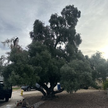 Valley Palms Landscaping - a man working on a tree - Landscaping Near Me Valley Palms Landscaping - a man working on a tree - Landscaping Near Me