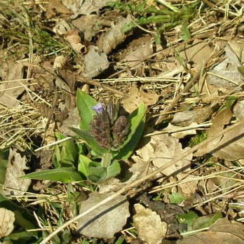 Kronenburger See - Knospendes Lungenkraut - Lakes Near Me - Dahlem, NW