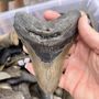 Photo of Venice Shark Tooth Festival