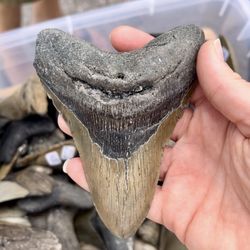 Venice Shark Tooth Festival - Meg
