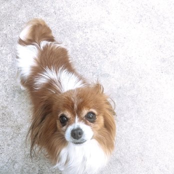 VIP Grooming - Pet Groomers Near Me - Syracuse, Utah VIP Grooming - Pet Groomers Near Me - Syracuse, Utah