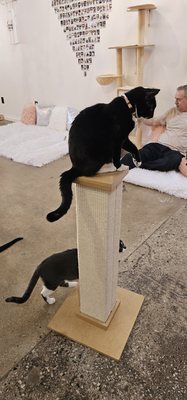 Crumbs & Whiskers | Kitten & Cat Cafe by null