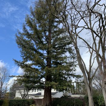 Terry's Tree Service - AFTER - Tree Services Near Me - Livermore, California Terry's Tree Service - AFTER - Tree Services Near Me - Livermore, California