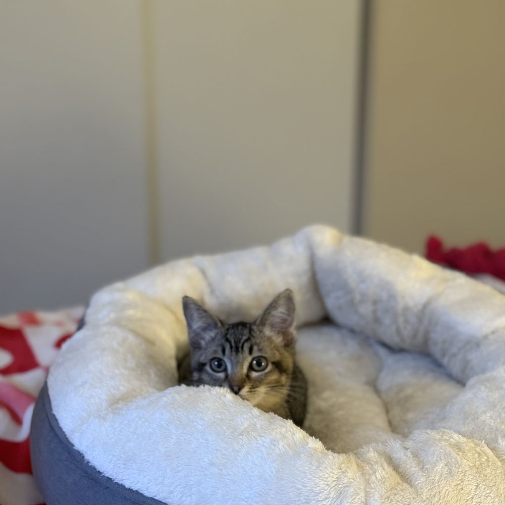TOP 10 BEST Kitten Adoption near Point Loma, San Diego, CA - Updated 2025 -  Yelp