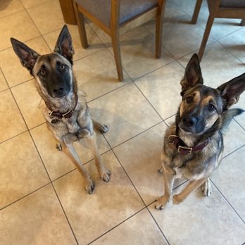 Rob's Roundup - A photo from Rob! He even got these two to sit for a photo (not an easy task!) - Dog Walkers Near Me Rob's Roundup - A photo from Rob! He even got these two to sit for a photo (not an easy task!) - Dog Walkers Near Me