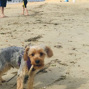 Keansburg Beach - Sisters dog who love collecting sticks - Beaches Near Me - Keansburg, New Jersey