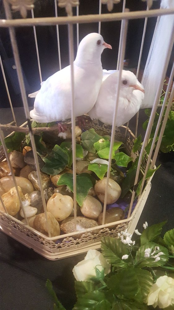 ANGELIC DOVESTHE DOVE RELEASE COMPANY Updated July 2024 Louisville