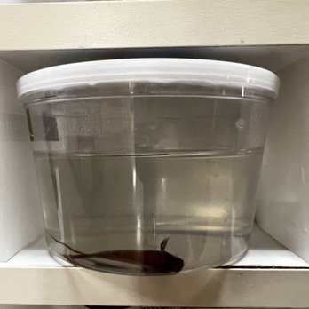 Petco - Another dead Betta - Pet Stores Near Me - West Covina, California Petco - Another dead Betta - Pet Stores Near Me - West Covina, California