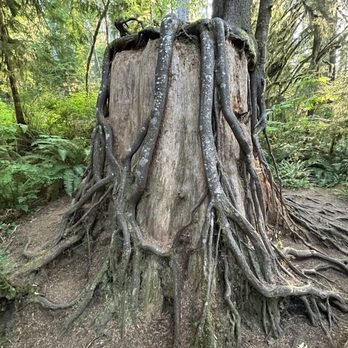 Quinault Rain Forest - Nurse Stump - Parks Near Me - Amanda Park, Washington Quinault Rain Forest - Nurse Stump - Parks Near Me - Amanda Park, Washington