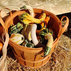 VT Pumpkin Patch