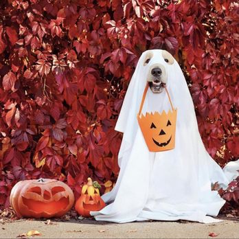 Dogtopia - Pet Boarding Near Me - San Antonio, Texas