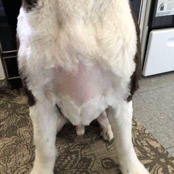 Dogma Grooming & Pet Needs - My dog is bald - Pet Stores Near Me - Richmond, Virginia