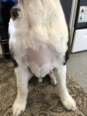 Dogma Grooming + Pet Needs by null