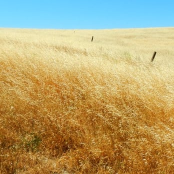 Dublin Hills Regional Park - Field. - Parks Near Me - Dublin, California Dublin Hills Regional Park - Field. - Parks Near Me - Dublin, California