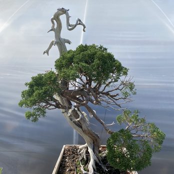 Bonsai West - Nurseries & Gardening Near Me - Littleton, Massachusetts