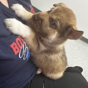 EVE Pet Hospital - Before! - Veterinarians Near Me - Mesa, Arizona