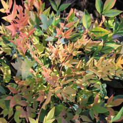 Western Star Nurseries - Nandina domestica 'Gulf Stream'
