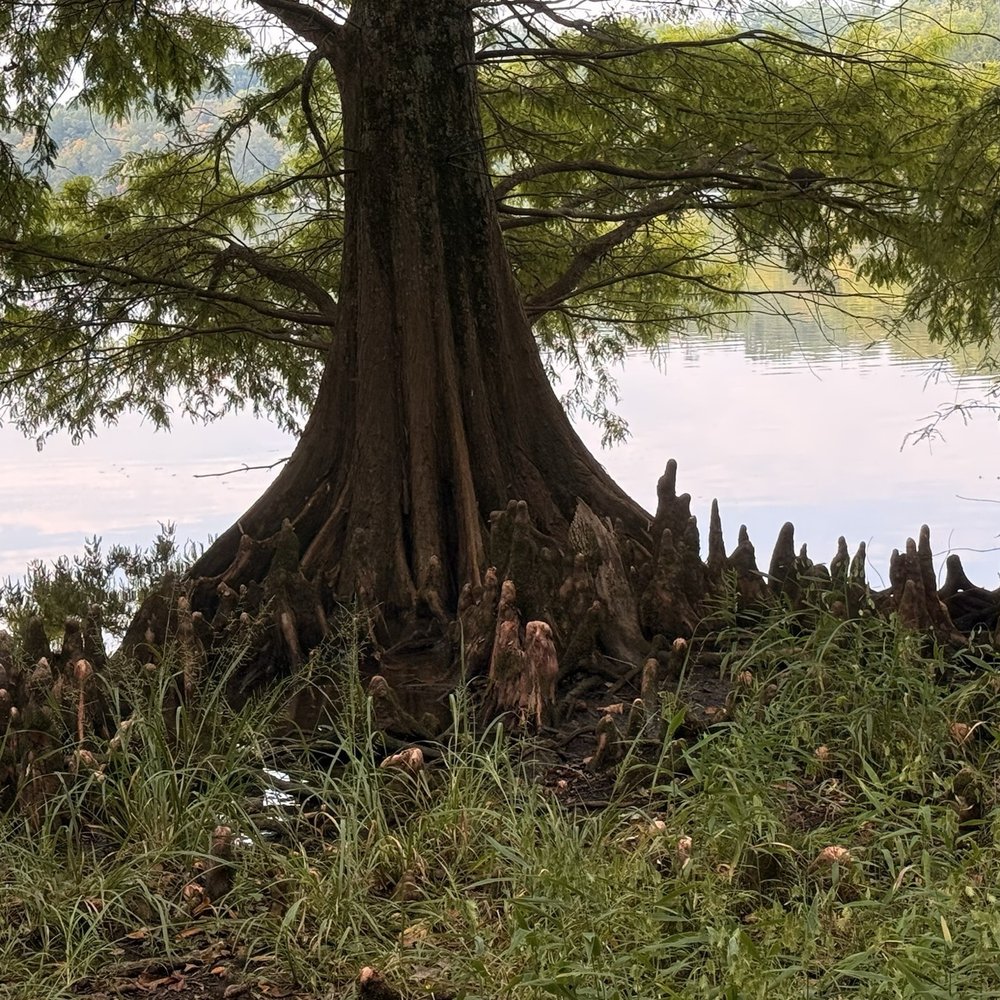 Bledsoe Creek State Park - More cypress knees - Parks Near Me - Gallatin, Tennessee